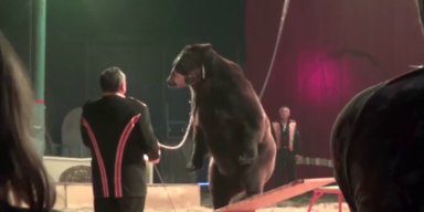 zirkus.png