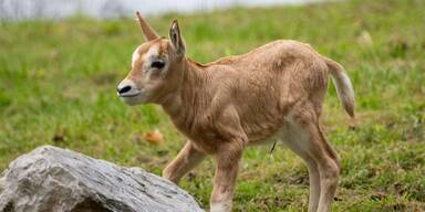 Süße Babynews im Zoo Schmiding.