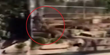 Irrer Neo-Nazi springt in Löwengehege