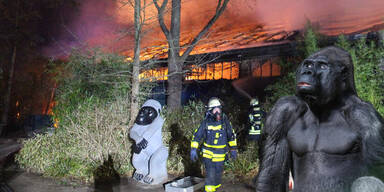 Feuer-Drama: Gro&szlig;e Trauer um Gorilla Massa