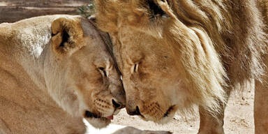 Beliebtes L&ouml;wen-P&auml;rchen gemeinsam eingeschl&auml;fert