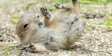 Pr&auml;riehund-Nachwuchs