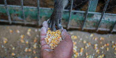 Schlimmster Zoo der Welt geschlossen