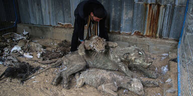 Schlimmster Zoo der Welt geschlossen