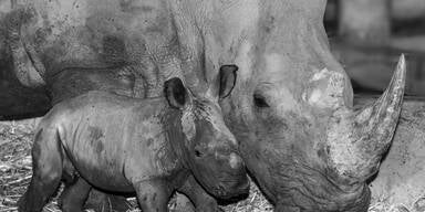 Nashornbaby überlebte Operation nicht.