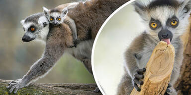 Tiergarten Sch&ouml;nbrunn jubelt &uuml;ber flauschigen Nachwuchs