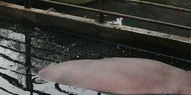 Zoobesucher von Tiger in Stücke gerissen