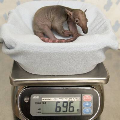 Die süßesten Zoo-Babys der Welt