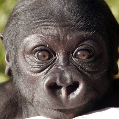 Die süßesten Zoo-Babys der Welt