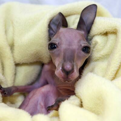 Die süßesten Zoo-Babys der Welt