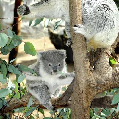 Die süßesten Zoo-Babys der Welt
