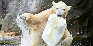 Finja sorgt f&uuml;r Plastik-Streit