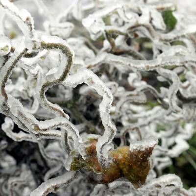 Ausnahmezustand in Ottenschlag